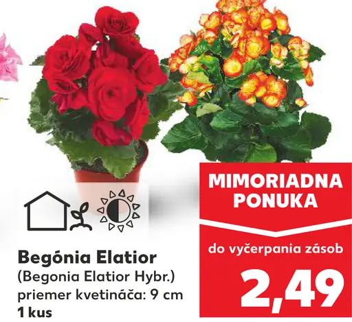 Begónia Elatior