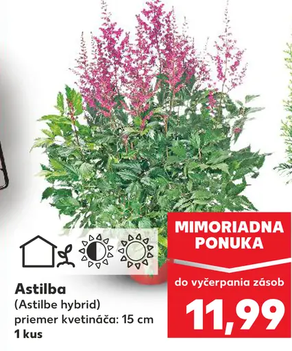 Astilba