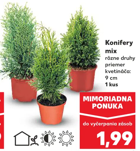 Konifery mix