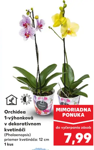 Orchidea 1-výhonková v dekoratívnom kvetináči