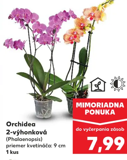 Orchidea 2-výhonková