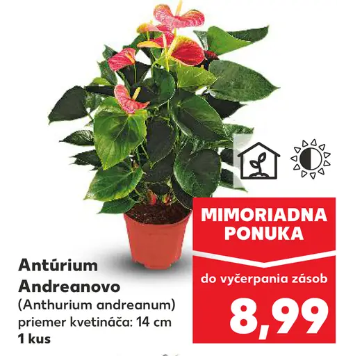 Antúrium Andreanovo