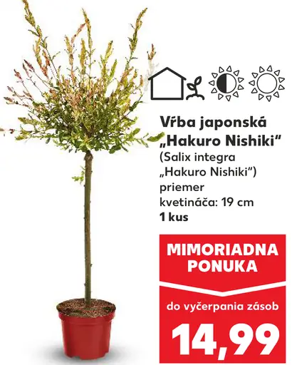 Vŕba japonská 'Hakuro Nishiki'