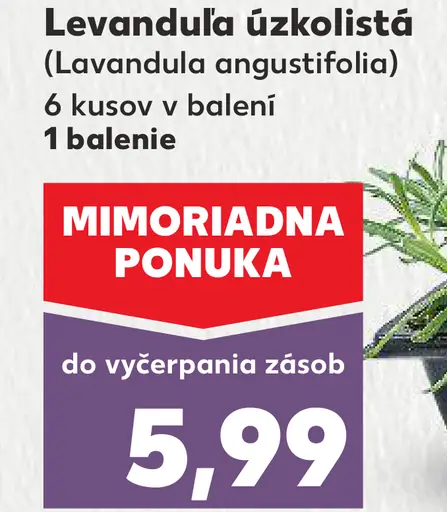 Levanduľa úzkolistá