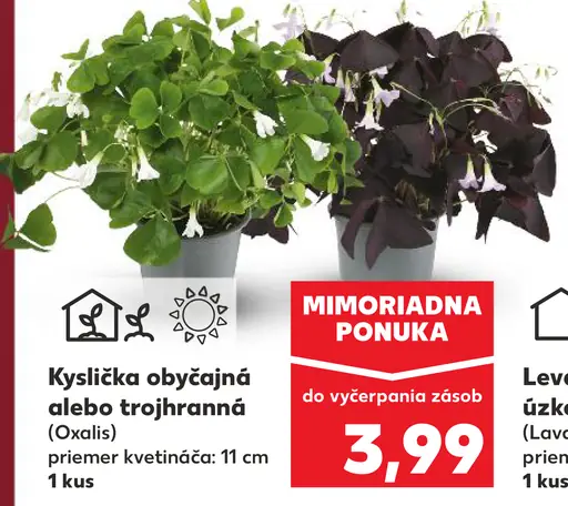 Kyslička obyčajná alebo trojhranná (Oxalis)