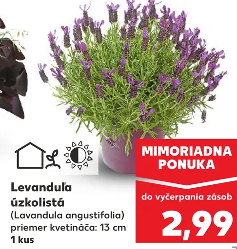 Levanduľa úzkolistá (Lavandula angustifolia)