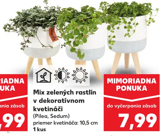 Mix zelených rastlín v dekoratívnom kvetináči