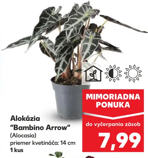 Alokázia Bambino Arrow
