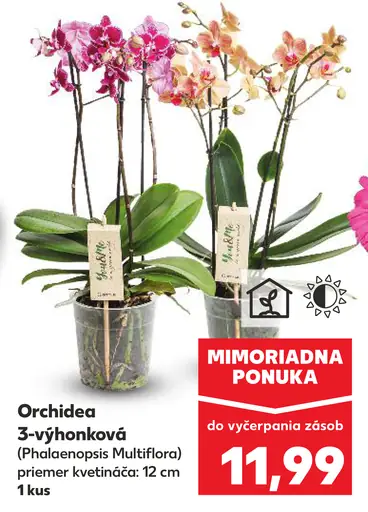 Orchidea 3-výhonková