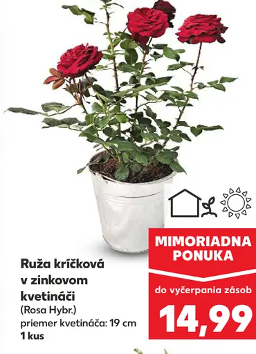 Ruže kríčková v zinkovom kvetináči