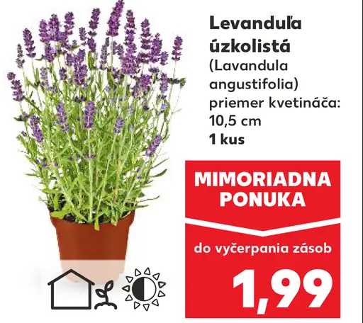 Levanduľa úzkolistá