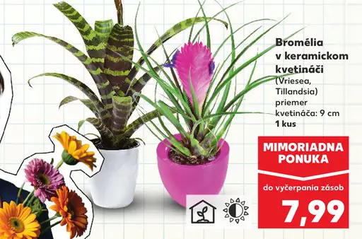 Bromélia v keramickom kvetináči