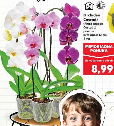 Orchidea Cascade