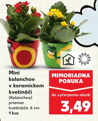 Mini kalanchoe v keramickom kvetináči