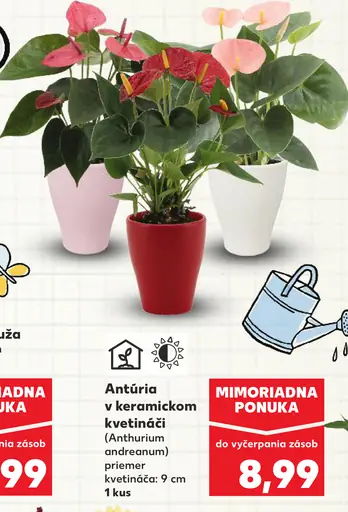 Antúria v keramickom kvetináči