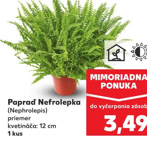 Papraď Nefrolepka