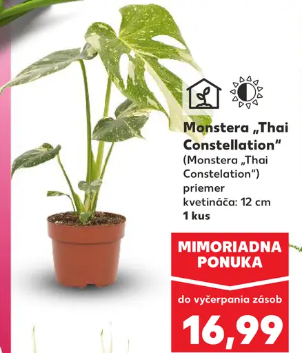 Monstera 'Thai Constellation'