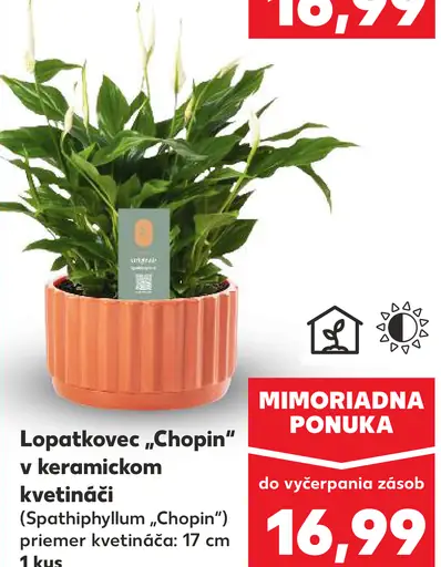 Lopatkovec „Chopin“ v keramickom kvetináči