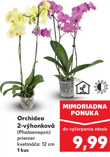 Orchidea 2-výhonková