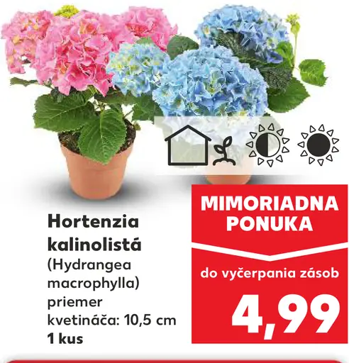 Hortenzia kalinolistá