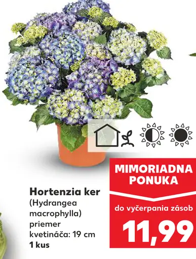Hortenzia ker
