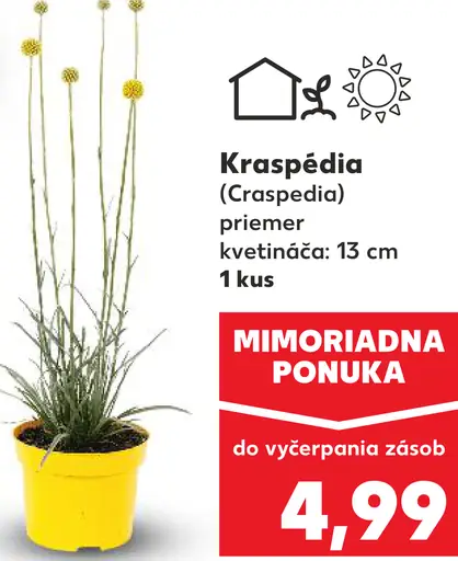 Kraspédia