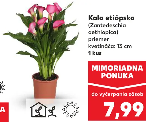 Kala etiópska