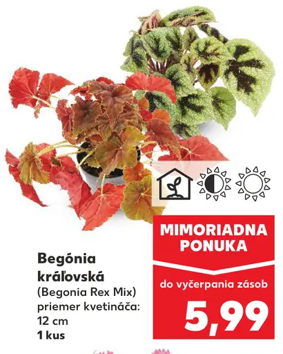 Begónia kráľovská