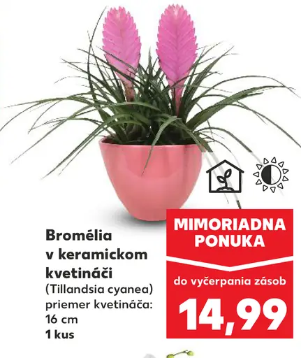 Bromélia v keramickom kvetináči