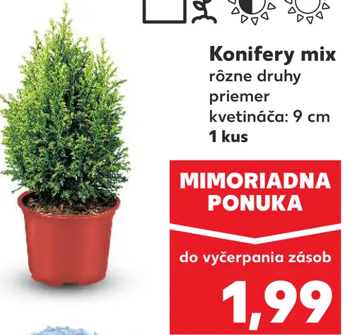 Konifery mix