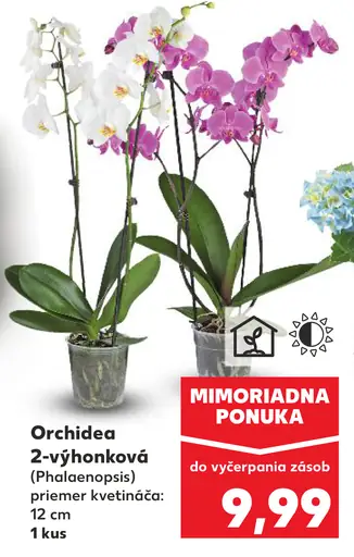 Orchidea 2-výhonková