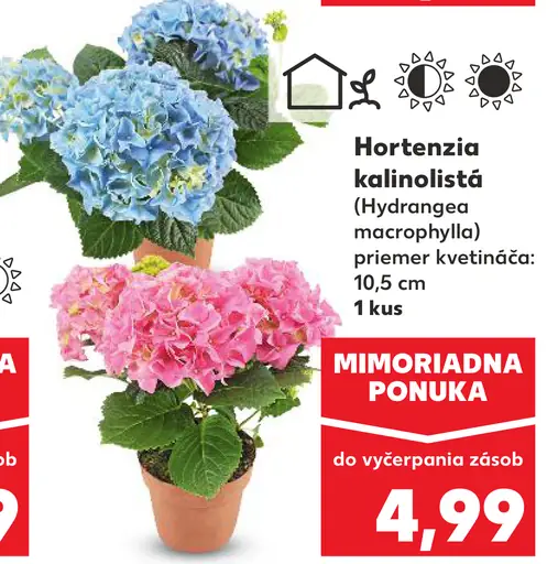 Hortenzia kalinolistá