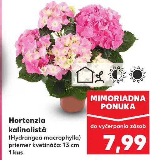 Hortenzia kalinolistá