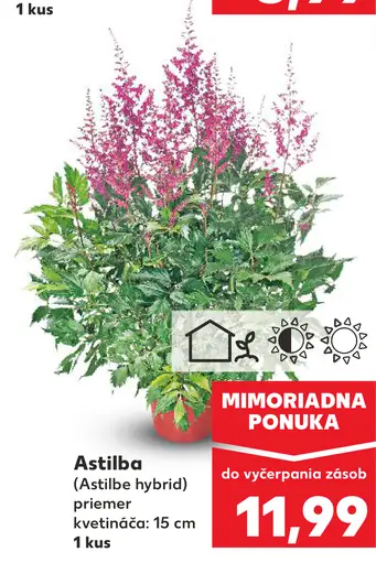 Astilba