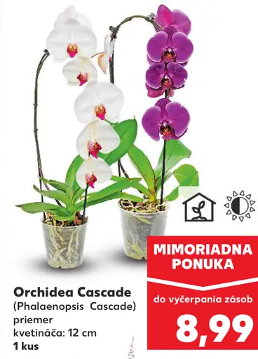 Orchidea Cascade