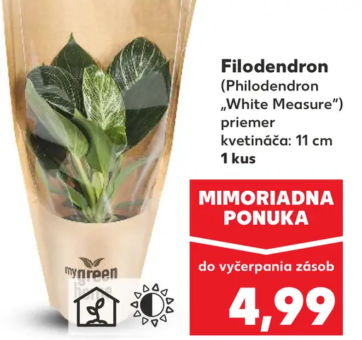 Filodendron