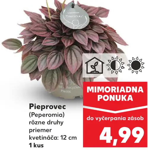 Pieprovce