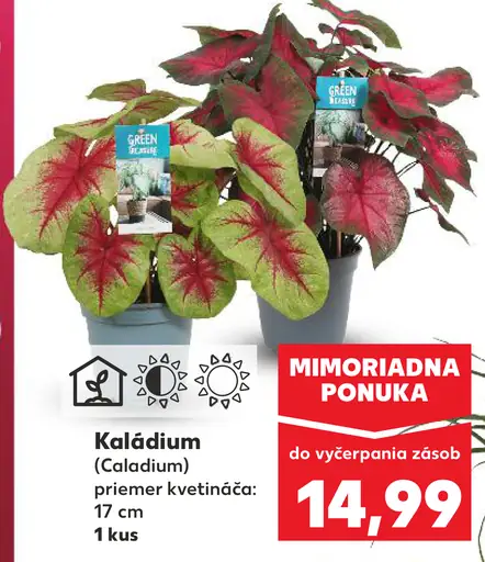 Kaládium