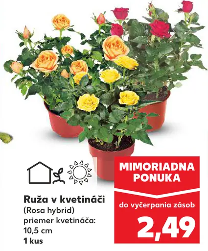 Ruža v kvetináči