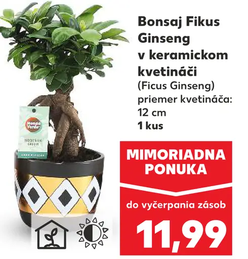 Bonsaj Fikus Ginseng v keramickom kvetináči