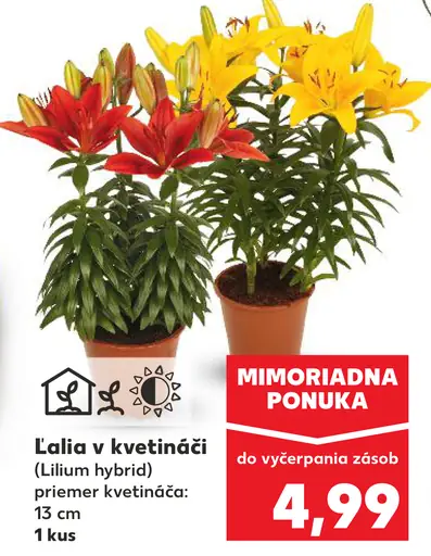 Lalia v kvetináči
