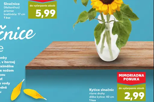 Kytica slnečníc