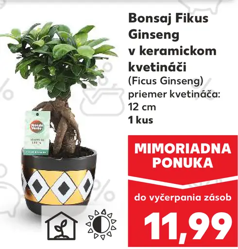 Bonsaj Fikus Ginseng v keramickom kvetináči