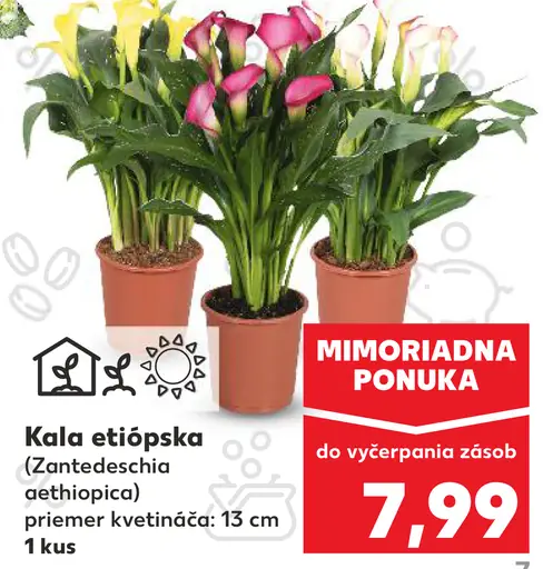 Kala etiópska (Zantedeschia aethiopica)