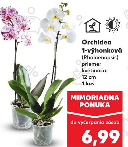 Orchidea 1-výhonková (Phalaenopsis)