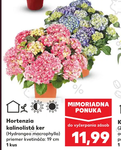 Hortenzia kalinolistá ker (Hydrangea macrophylla)