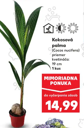 Kokosová palma (Cocos nucifera)