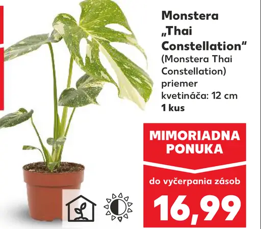 Monstera 'Thai Constellation'
