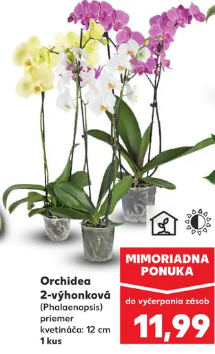 Orchidea 2-výhonková
