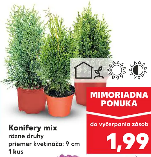 Konifery mix